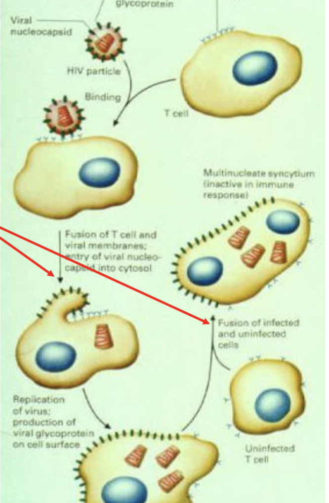 <p>fusogenicity</p>
