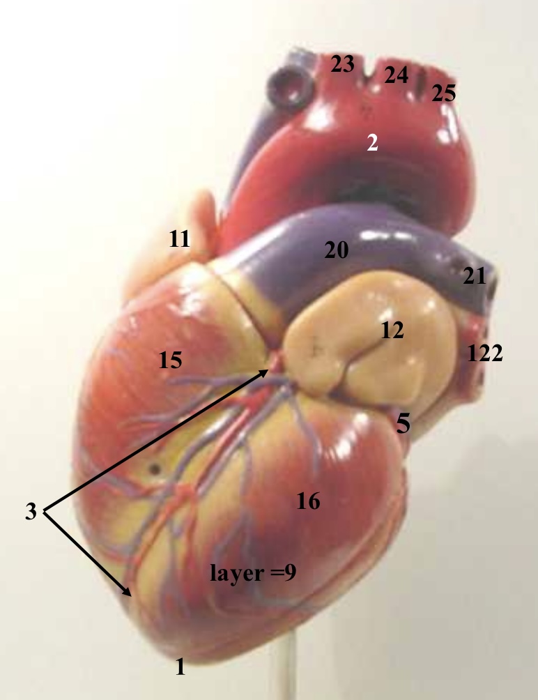 term image