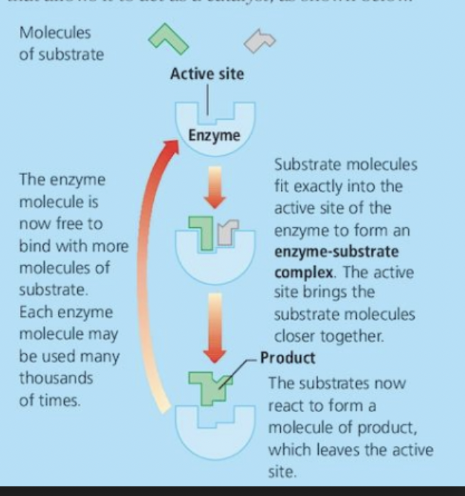 <p>Enzymes </p>