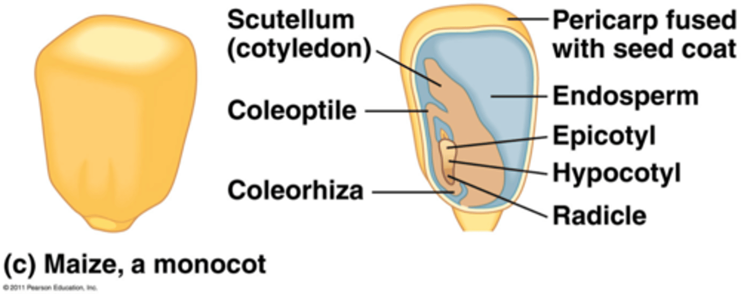 <p>protective covering over root (monocots)</p>