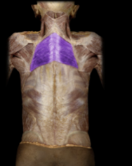 <p>Elevates scapula; retracts (adducts) scapula, inferiorly rotates scapula.</p>