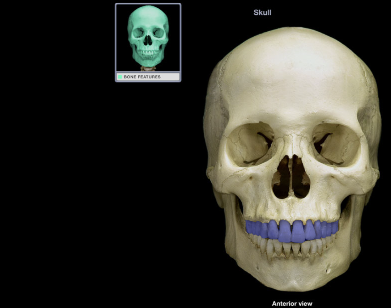 <p>Maxillary teeth</p>