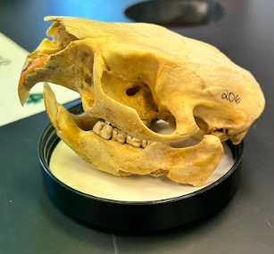 <p>North American Porcupine</p><p>Erethizontidae</p><p><em>Erethizon dorsatum</em></p>