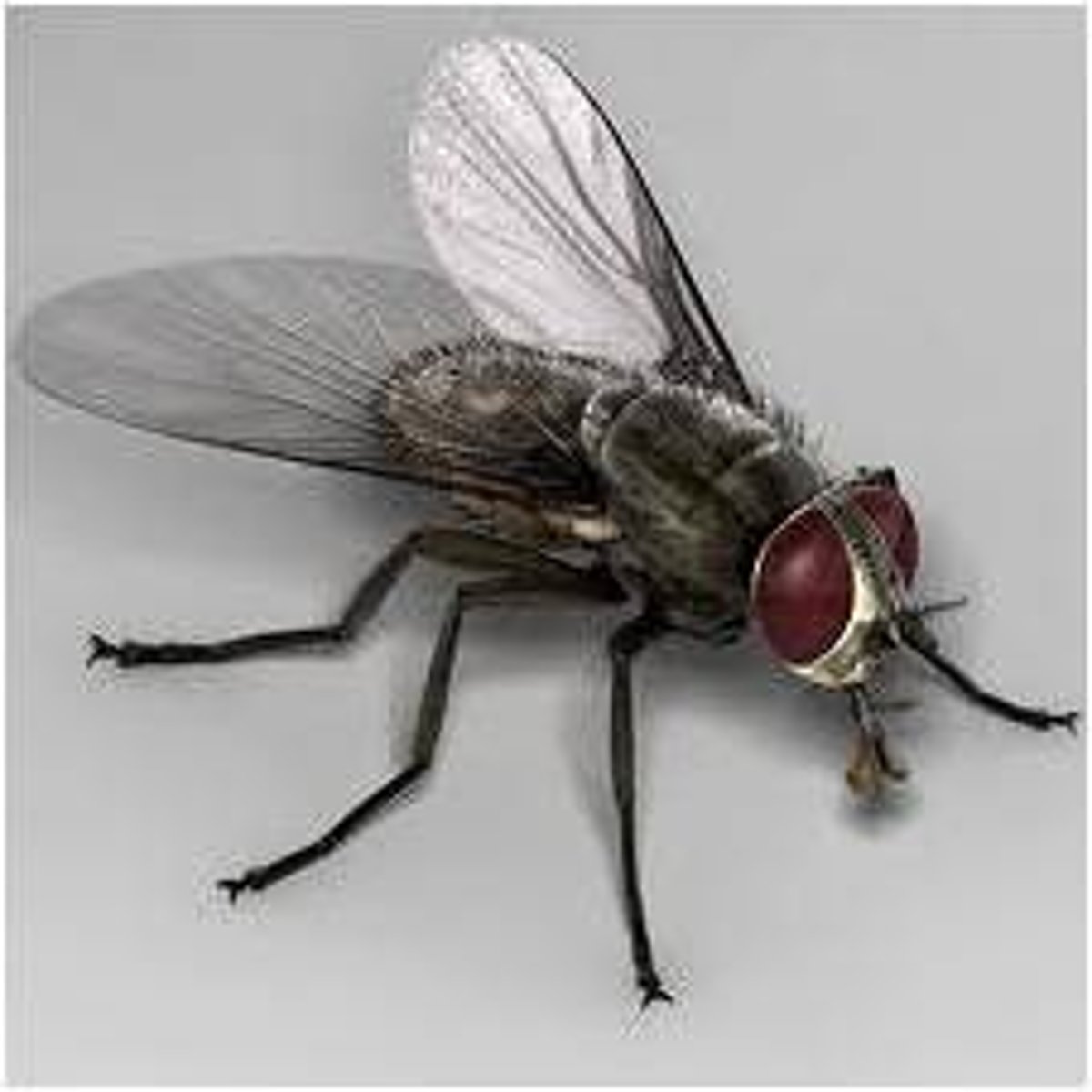 <p>Fly Family</p>