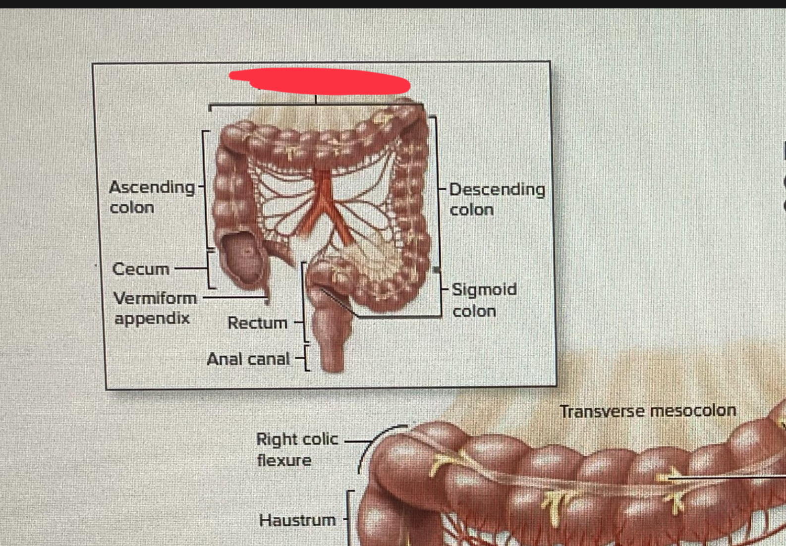 knowt flashcard image