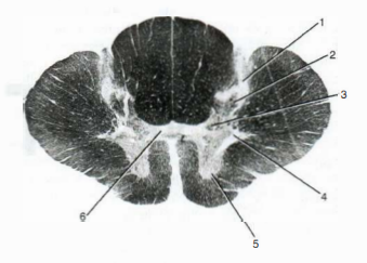 <p>numero 6 </p>