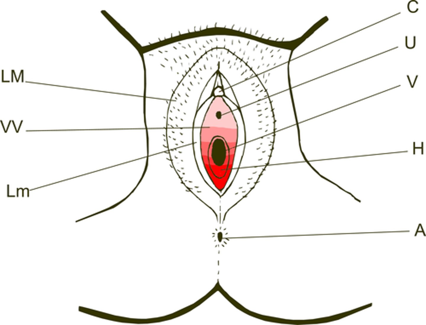 <p>C</p>