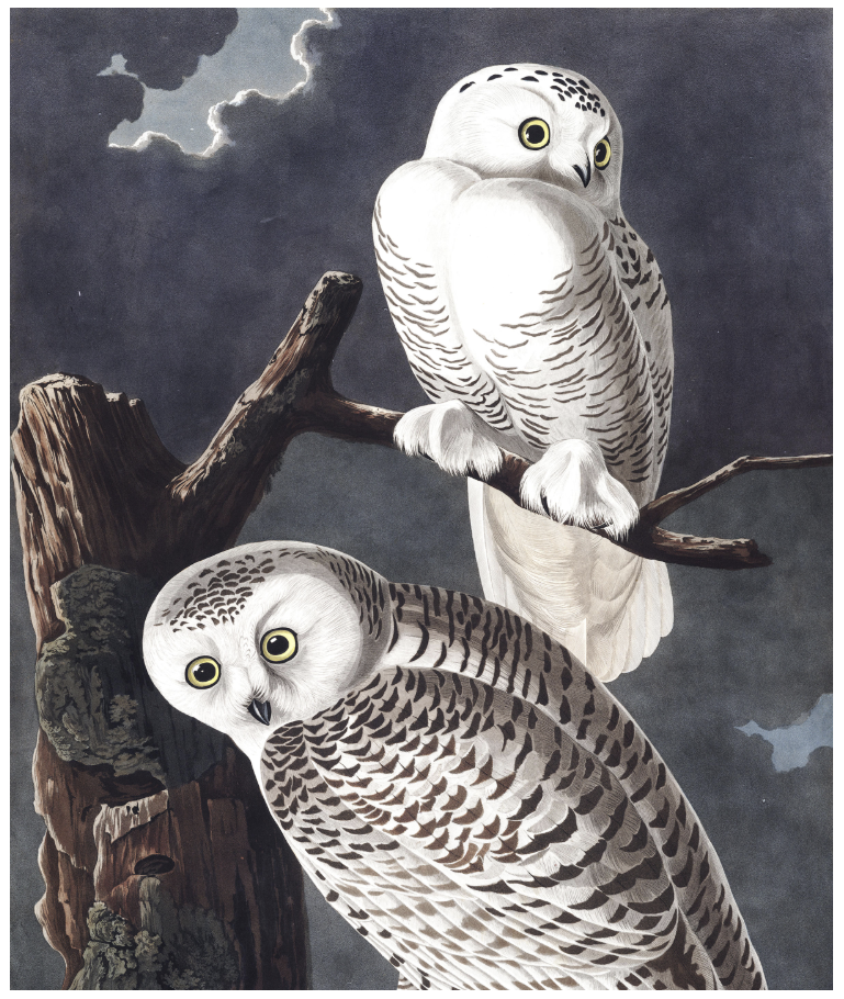<p>Which of the following statements describes a well defined “pattern” in the painting below?</p>
