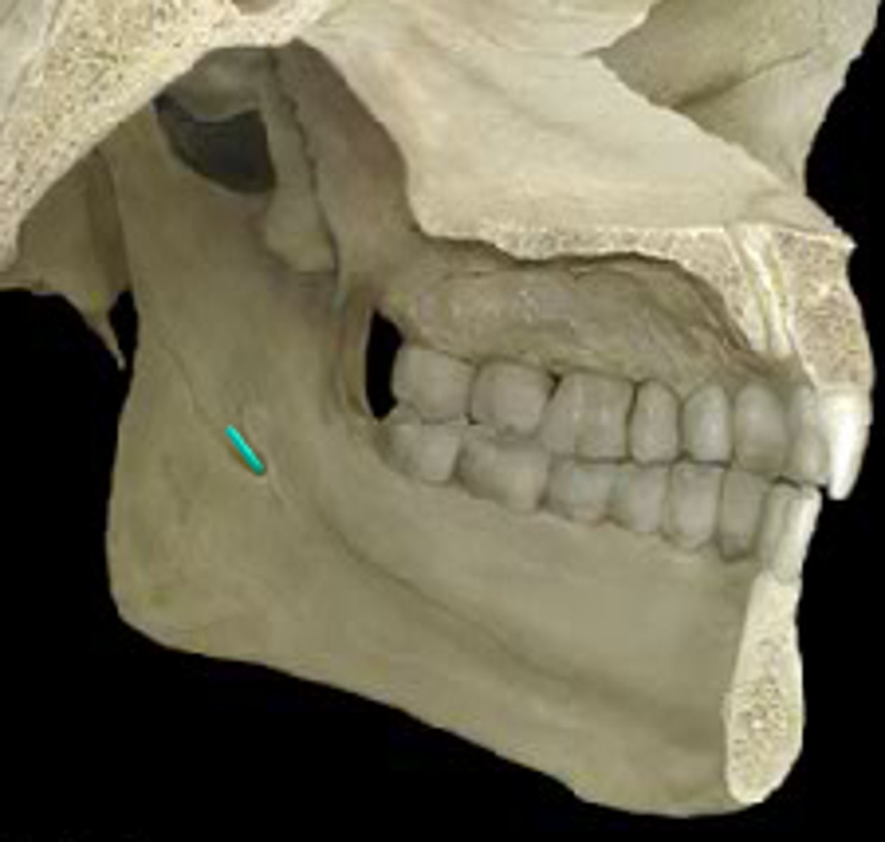 knowt flashcard image