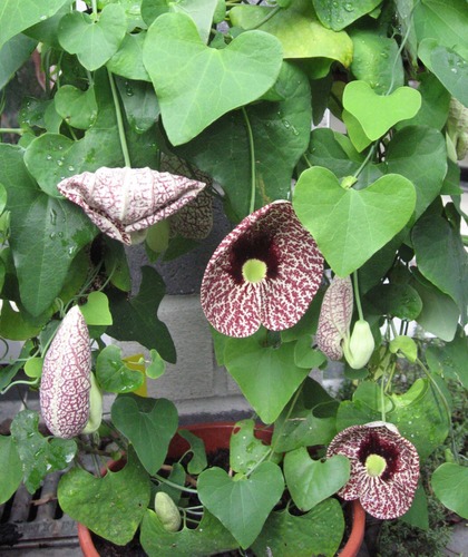 <p>Calico Vine, Dutchman&apos;s Pipe (Aristolochiaceae)</p>