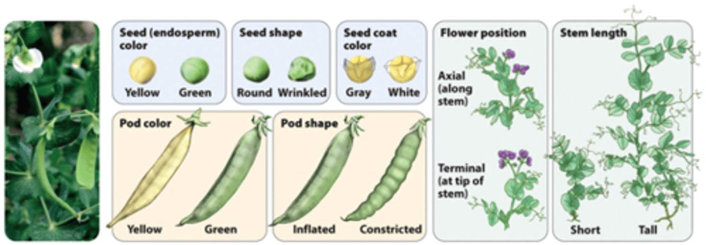 <p>traits that differ from one another by discrete qualities</p>