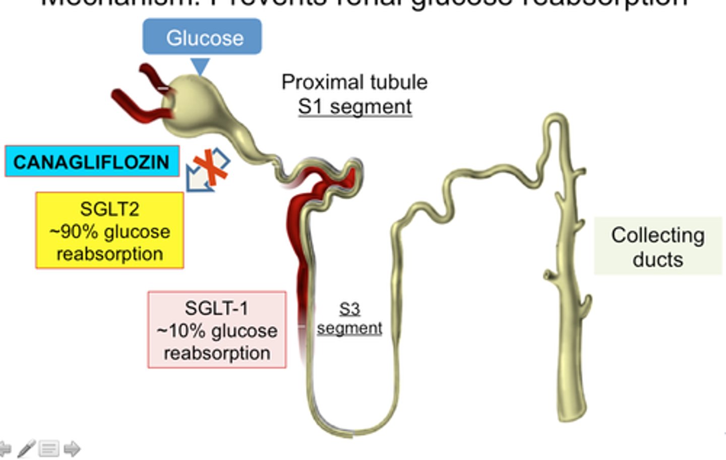 <p>sodium-glucose co-transporter 2 inhibitors</p><p>canagliflozin (Invokana), dapagliflozin (Farxiga), empagliflozin (Jardiance), ertugliflozin (Steglatro), bexagliflozin (Brenzavvy)</p><p>MOA: block reabsorption of filtered glucose by the kidneys -&gt; lowered BG concentration</p><p>- also, risk reduction of major cardiovascular events and heart failure</p><p>ADE: UTIs (increased glucose excretion thru urine)</p>