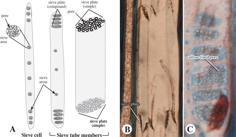 <p>Only has sieve cells in axial regions and work with albuminous cells. In flowering plants, its sieve tube elements that work with companion cells. </p><p></p>
