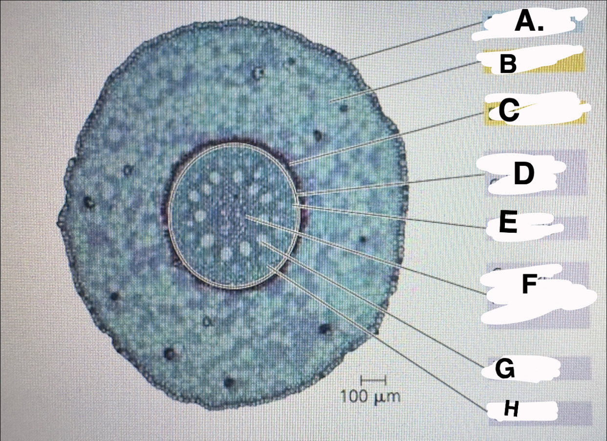 <p>A? </p>