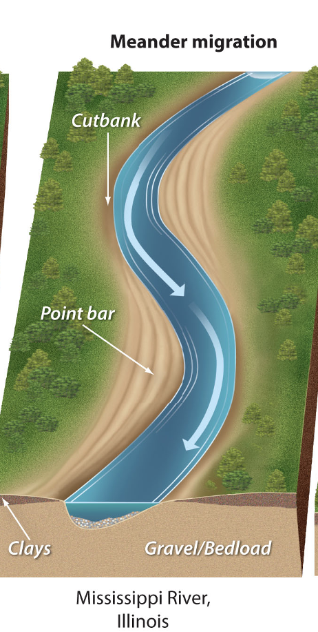 <p>bedload material builds point bars and digs out cutbanks</p>