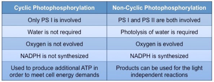 Cyclic vs Non-cyclic photophosphorylation