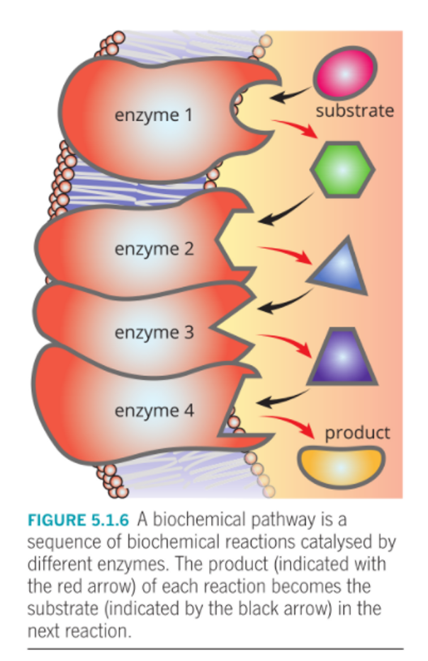 <p>-<span style="font-family: "Trebuchet MS";"><span>each reaction is catalysed by a specific enzyme and the product of one reaction becomes the substrate in the next reaction.</span></span></p><p><span style="font-family: "Trebuchet MS";"><span>(Photosynthesis and cellular respiration)</span></span></p>