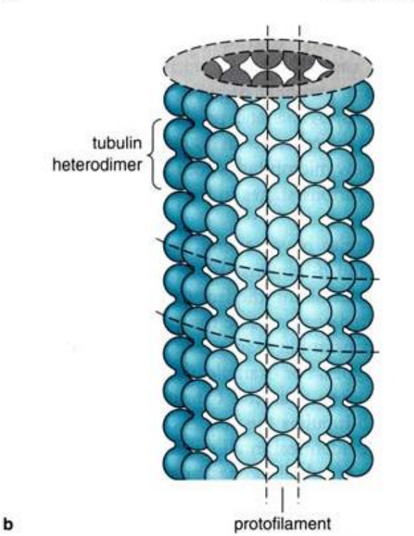 ces derniers sont constitués de 13 protofilaments eux même formés de tubuline alpha et tubuline (hétérodimère)