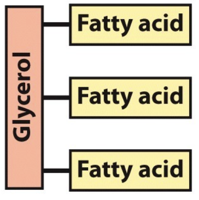 <p>What is the name of this molecule and what category of lipids does it fit into?</p>