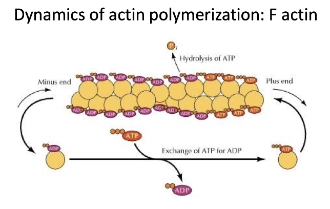 <ul><li><p><strong>F-actin</strong> = filamentous actin (polymerized G-actin)</p></li><li><p>Actin filaments are <strong>dynamic</strong></p><ul><li><p>Undergo both <strong>polymerization</strong> and <strong>depolymerization</strong></p></li></ul></li><li><p><strong>Plus-end</strong>:</p><ul><li><p>More <strong>growth</strong> (polymerization &gt; depolymerization)</p></li></ul></li><li><p><strong>Minus-end</strong>:</p><ul><li><p>More <strong>shrinkage</strong> (depolymerization &gt; polymerization)</p></li></ul></li><li><p><strong>ATP-bound actin</strong>:</p><ul><li><p>Adds to the <strong>plus-end</strong></p></li><li><p>Actin has <strong>ATPase activity</strong> → hydrolyzes ATP to ADP + Pi</p></li></ul></li><li><p>Most filament = <strong>actin-ADP</strong></p><ul><li><p><strong>ADP is trapped</strong> inside filament (not released)</p></li></ul></li><li><p>In cytosol:</p><ul><li><p><strong>Free actin-ADP</strong> → releases ADP → <strong>recharges with ATP</strong></p></li></ul></li></ul><p></p>