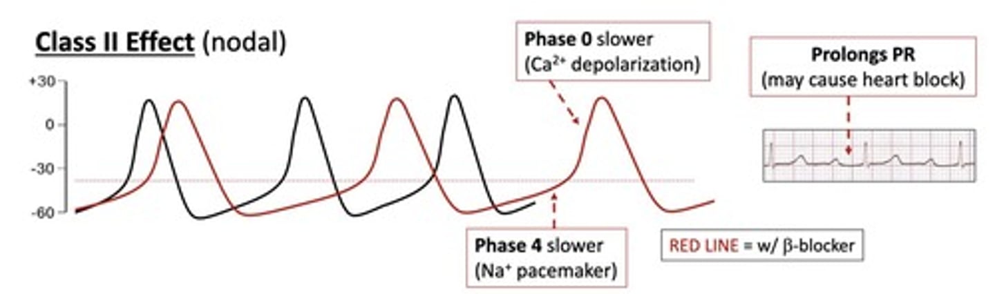 <p>They block <u>beta-adrenergic </u>receptors, <u>decreasing</u> heart rate and contractility.</p>
