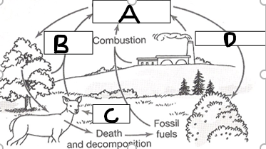 <p>Label D</p>