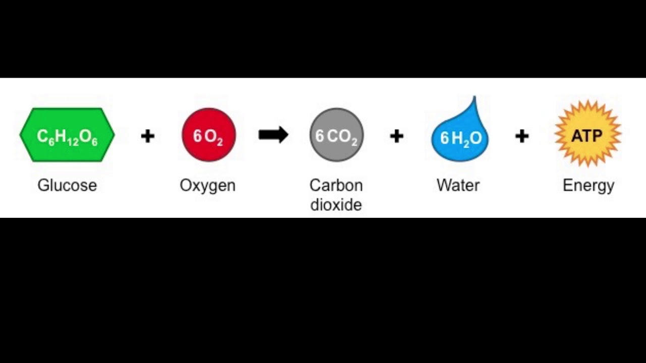 <p>cellular respiration</p>