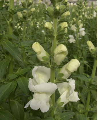 <p>Name This Flower</p>