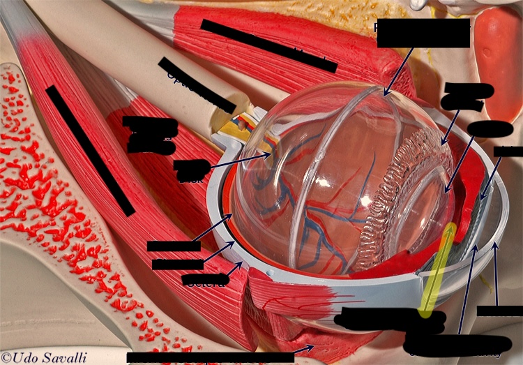 <p>what is this part of the eye?</p>