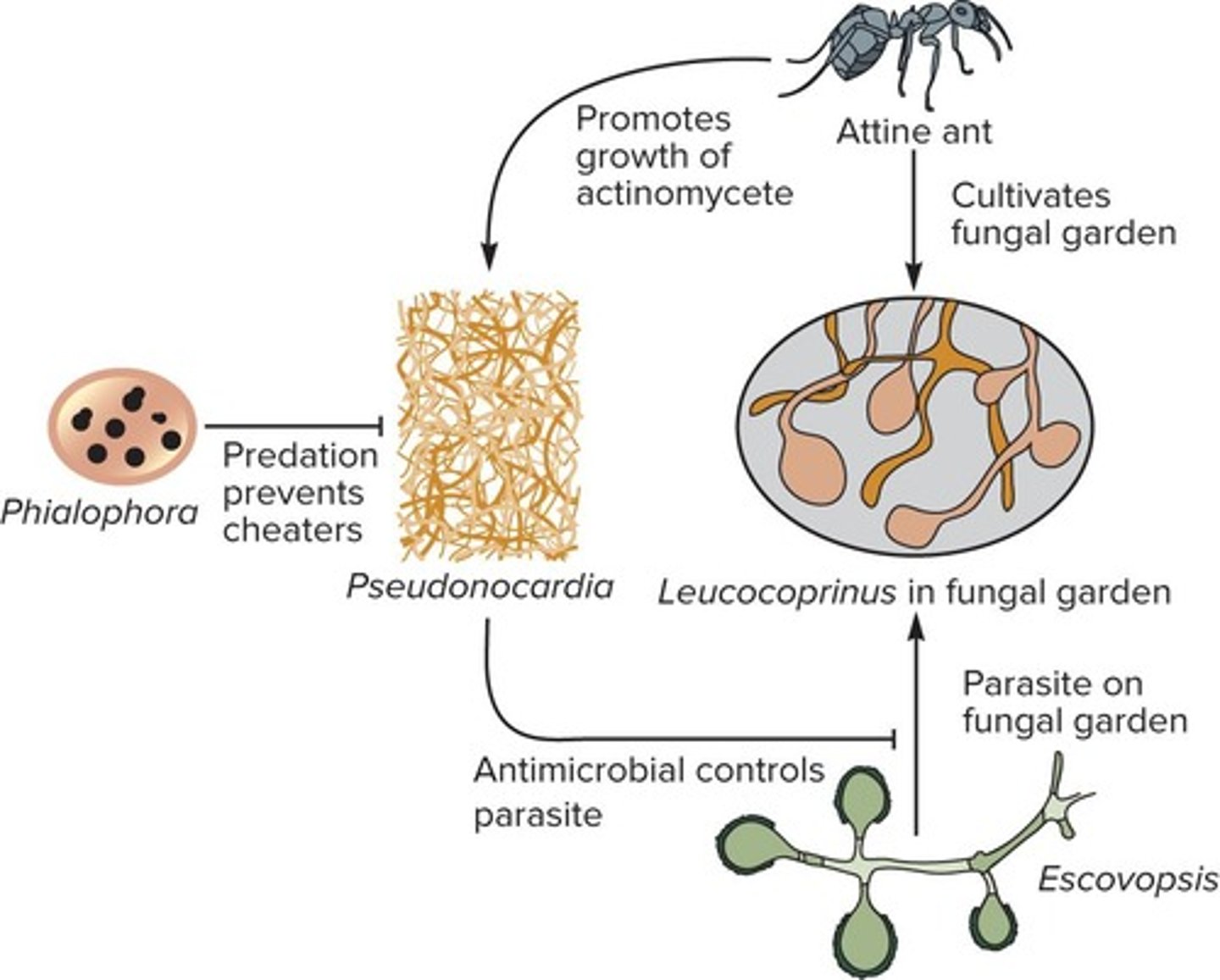 <p>Attine ants cultivate a garden of fungi belonging to the genus Leucocoprinus; dependent upon actinobacteria in the genus Pseudonocardia that produce inhibitory compounds that prevent the growth of Escovopsis spp.</p>