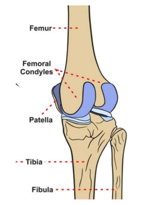 <p>in pairs medial and lateral femoral condyle </p>