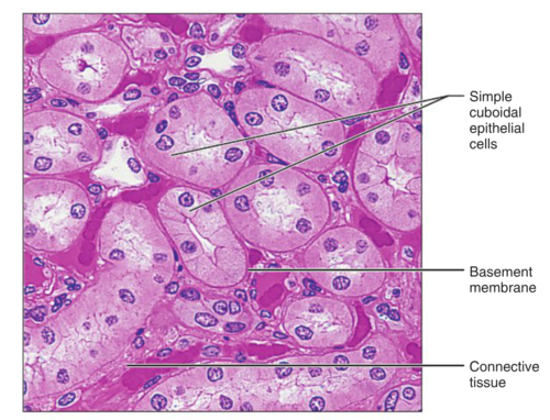 <p>secretion and absorption</p>