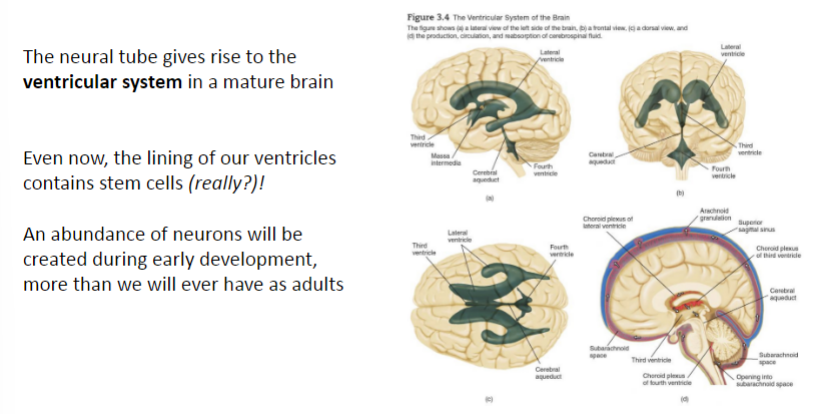 <ul><li><p>stem cells divide to form progenitor (precursor) cells</p></li><li><p>each progenitor cell can be a neuroblast or glioblast</p></li><li><p>cells undergoing mitosis are always closer to the inner surface of the neural tube (ventricular zone)</p></li></ul>
