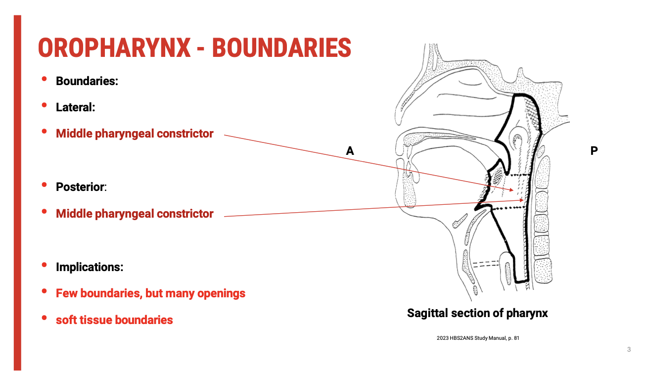 <ul><li><p><span><strong>Lateral &amp; Posterior Boundaries</strong>:</span></p><ul><li><p><span><strong>Middle pharyngeal constrictor muscles</strong></span></p></li><li><p><span>These muscles form much of the oropharyngeal wall and play a key role in&nbsp;<strong>propelling the bolus during swallowing</strong>.</span></p></li></ul></li><li><p><span><strong>Superior, Anterior, and Inferior Aspects</strong>:</span></p><ul><li><p><span>Characterised by&nbsp;<strong>openings</strong>&nbsp;rather than rigid anatomical boundaries.</span></p></li><li><p><span>These include:</span></p><ul><li><p><span><strong>Superior</strong>: opening to the&nbsp;<strong>nasopharynx</strong></span></p></li><li><p><span><strong>Anterior</strong>: opening to the&nbsp;<strong>oral cavity via the oropharyngeal isthmus</strong></span></p></li><li><p><span><strong>Inferior</strong>: opening to the&nbsp;<strong>laryngopharynx</strong></span></p></li></ul></li></ul></li></ul><p><span><strong>Clinical Implication</strong></span></p><ul><li><p><span><strong>Soft tissue boundaries dominate</strong>:</span></p><ul><li><p><span>Unlike rigid bony boundaries, these are&nbsp;<strong>dynamic and muscular</strong>.</span></p></li><li><p><span>This makes&nbsp;<strong>coordination critical</strong>&nbsp;during swallowing, as precise timing and movement are needed to prevent aspiration and ensure bolus transit.</span></p></li></ul></li><li><p><span><strong>Swallowing relies heavily on muscular coordination</strong>, especially between:</span></p><ul><li><p><span><strong>Soft palate (velopharyngeal closure)</strong></span></p></li><li><p><span><strong>Tongue base retraction</strong></span></p></li><li><p><span><strong>Pharyngeal wall constriction</strong></span></p><p></p></li></ul></li></ul><p></p>