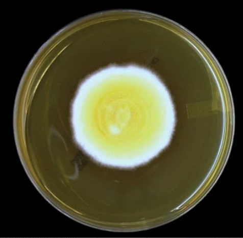 <p>Identify this fungi</p>