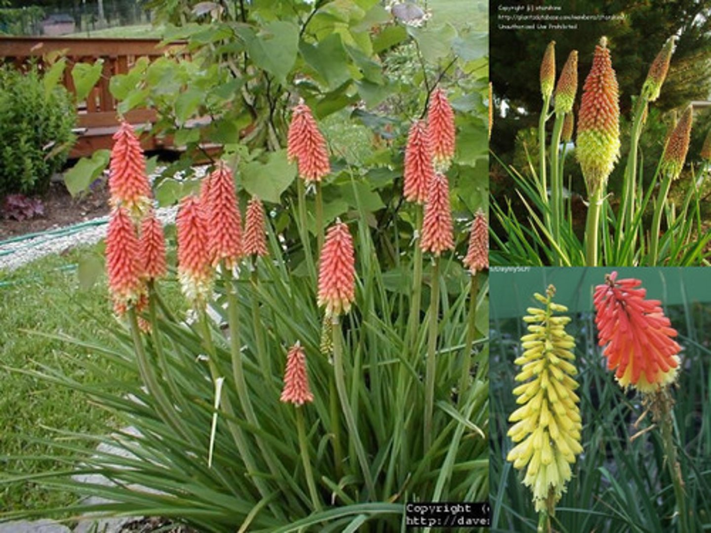 <p>bulb; evergreen; similar to day lily foliage but stiffer; border</p><p>leaves: waterslide; stiff; serrate under midvein towards tip</p><p>bloom: raceme of flowers; come out orange fade yellow</p>
