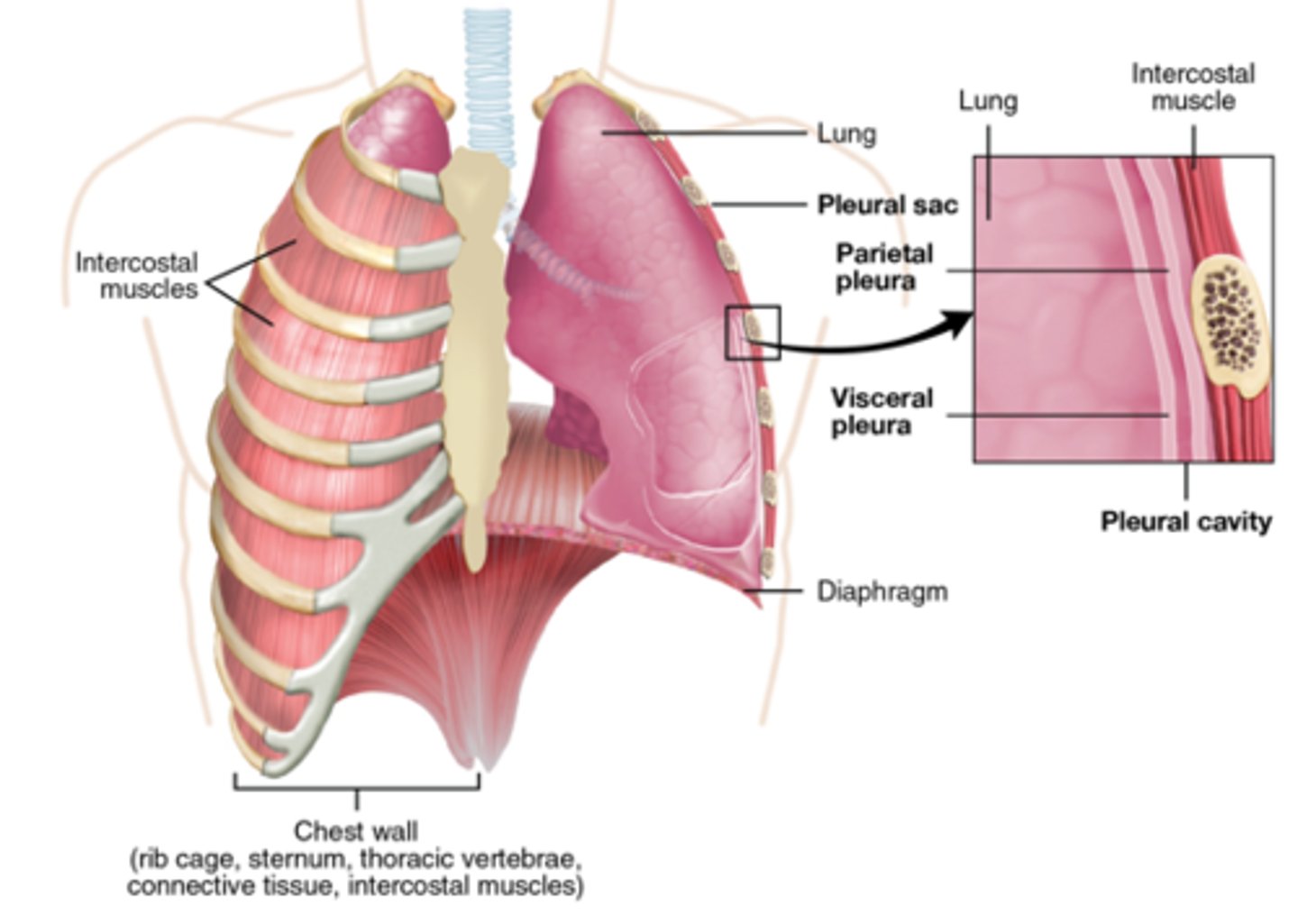 <p>double layer of serous pleural membrane, continuous at hilum of lung</p><p>results in 2 layers of pleura</p><p>- visceral and parietal pleura</p>