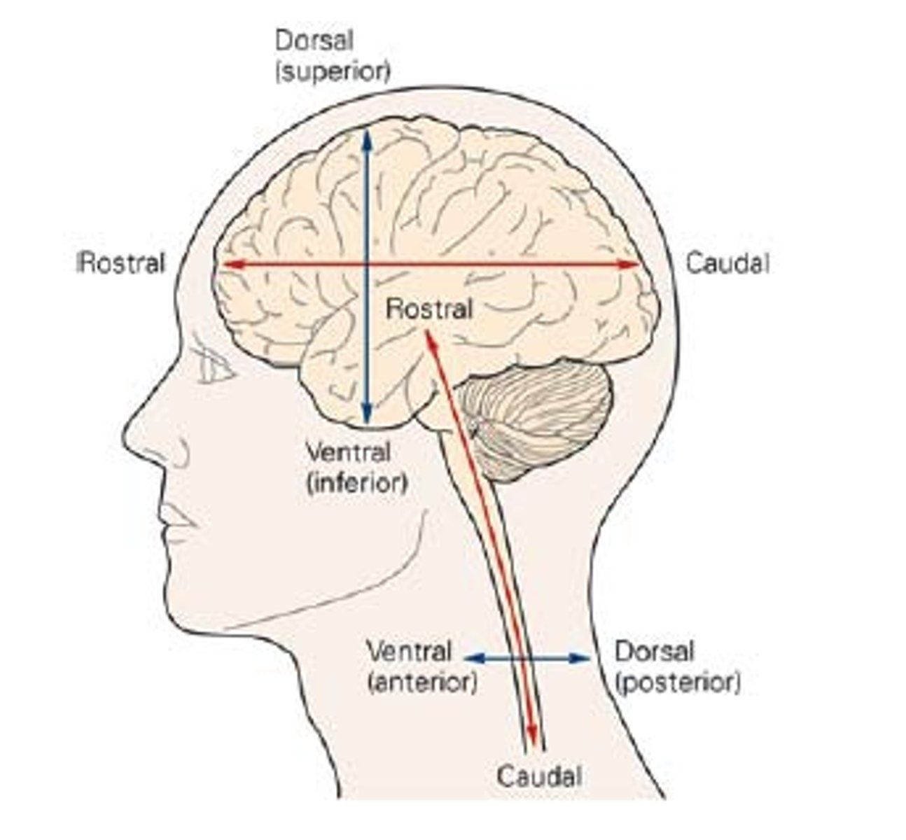 <p>toward the top of the brain</p><p>the back of the spinal cord</p>