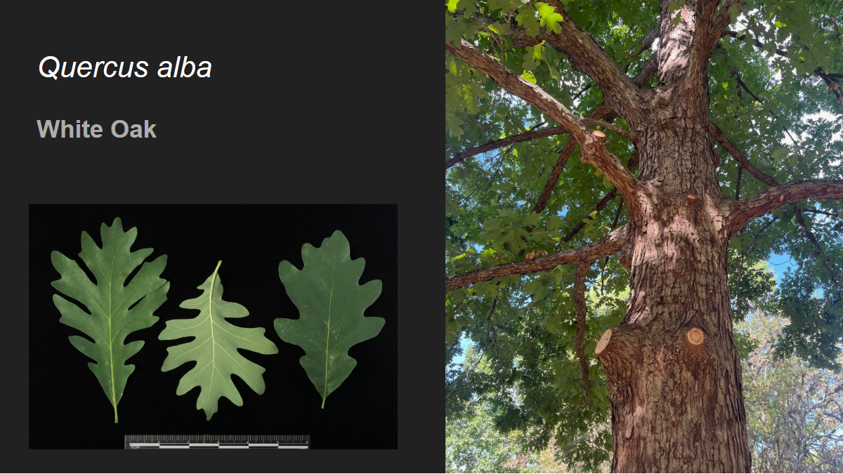 <p>Quercus alba</p><p>White Oak</p>