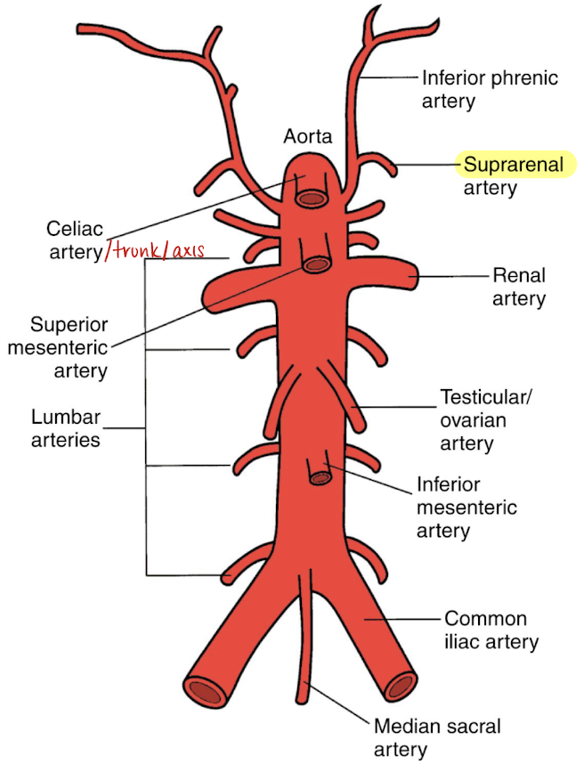<ul><li><p>paired</p></li><li><p>supplies the <u>adrenal gland</u></p></li></ul><p></p>