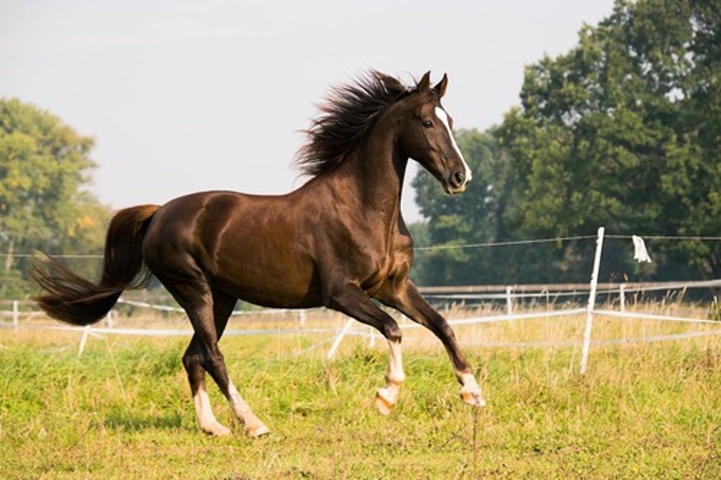 <p>Faster, more ground-covering, 3-beat canter; Average: 40-48km per hour.</p>