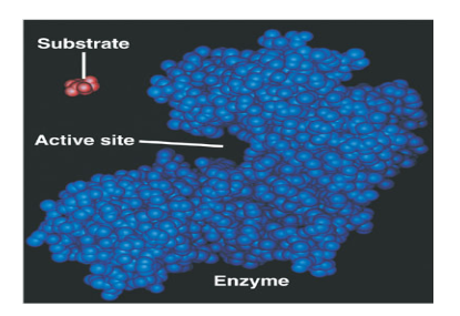 <p>The region on an enzyme that substrates bind to. </p>