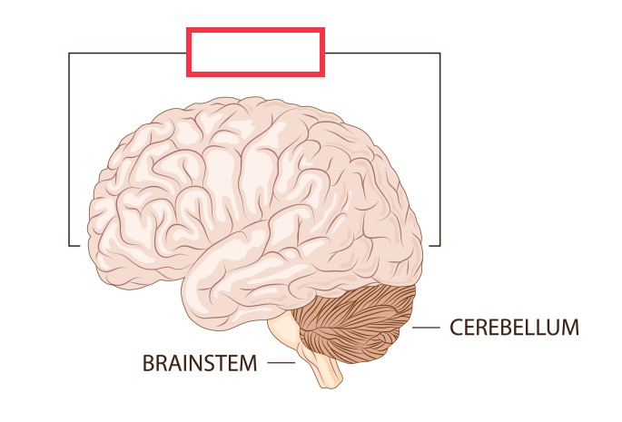 region of the adult brain that develops from the telencephalon and is responsible for higher neurological functions such as memory, emotion, and consciousness