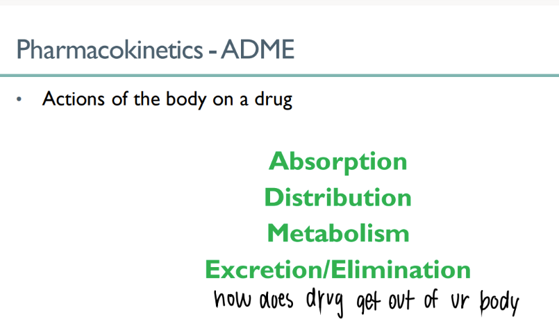 <ol><li><p>absorb </p></li><li><p>distribute </p></li><li><p>metabolize </p></li><li><p>EXCRETE/ eliminate </p><p>ADME</p></li></ol>