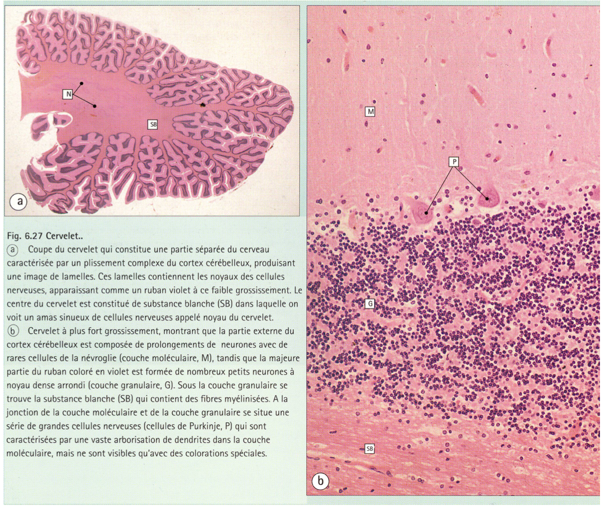 <p>une couche moléculaire qui est plus pâle</p><p>couche granulaire composé de bcp de petites neurones avec un noyau dense et arrondi</p><p>retrouve les cellules de Purkinje</p>