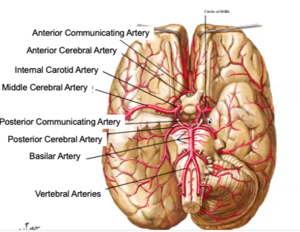 <p>occipital lobe, and inferior and medial part of temporal lobe (amygdala &amp; hippocampus)</p>