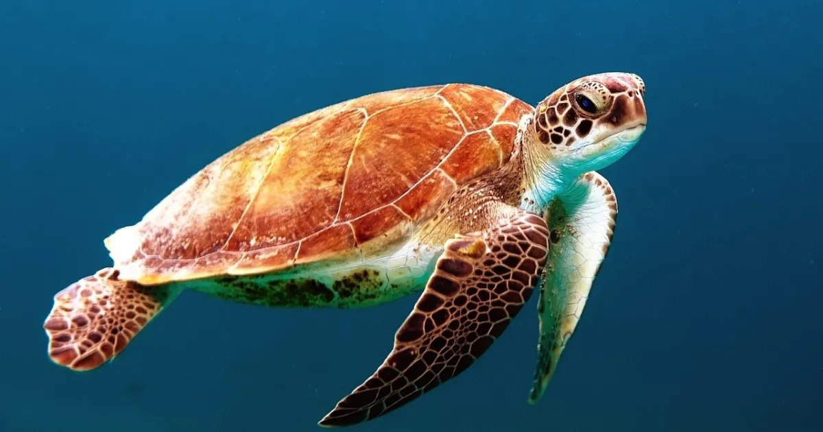 <p>Turtle</p>