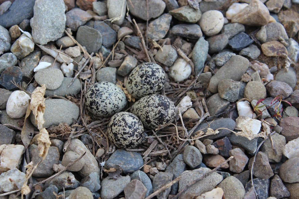 <p>Killdeer</p>