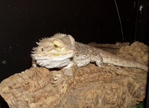 <p>Pogona vitticeps</p><p>Medium-size lizards (400-700g)</p><p>Omnivores to herbivores as they mature</p><p>Terrestrial/dry environment - basking temp 33-40<sup>o</sup>C, lower end temp 27<sup>o</sup>C, UV-B exposure essential (vitamin D/calcium metabolism), UV-A (behaviour)</p><p>Kept as a single pet</p><p>Some variation in colour</p><p>Lifespan 8-12y</p>