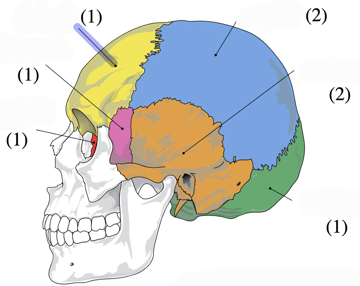 knowt flashcard image